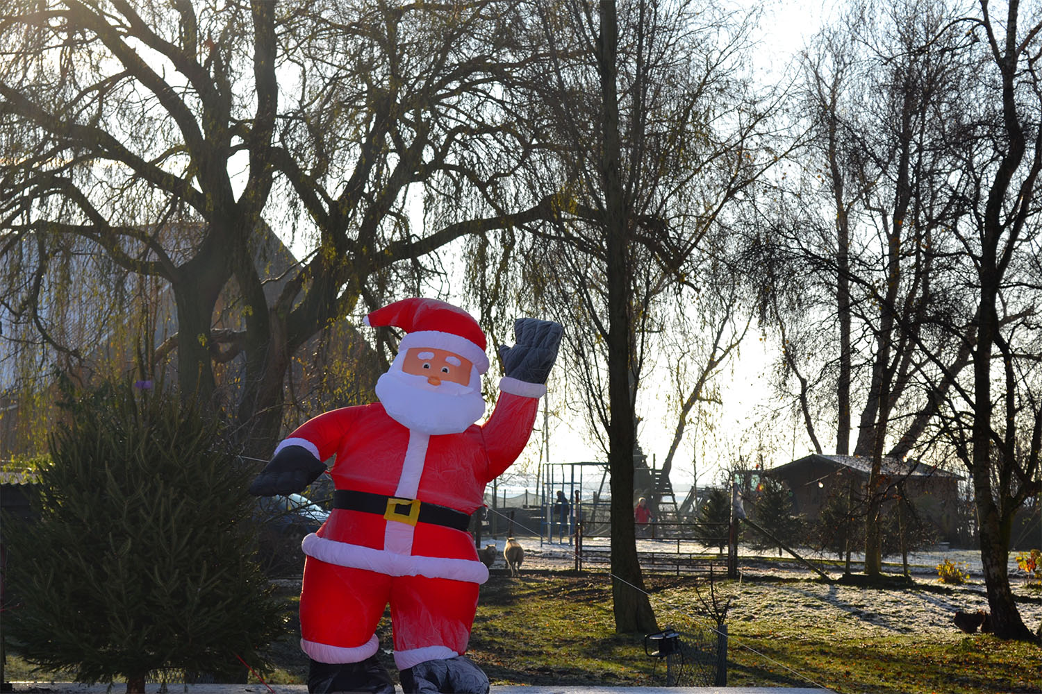 Nordmann Excellent kerstbomen Cruquius