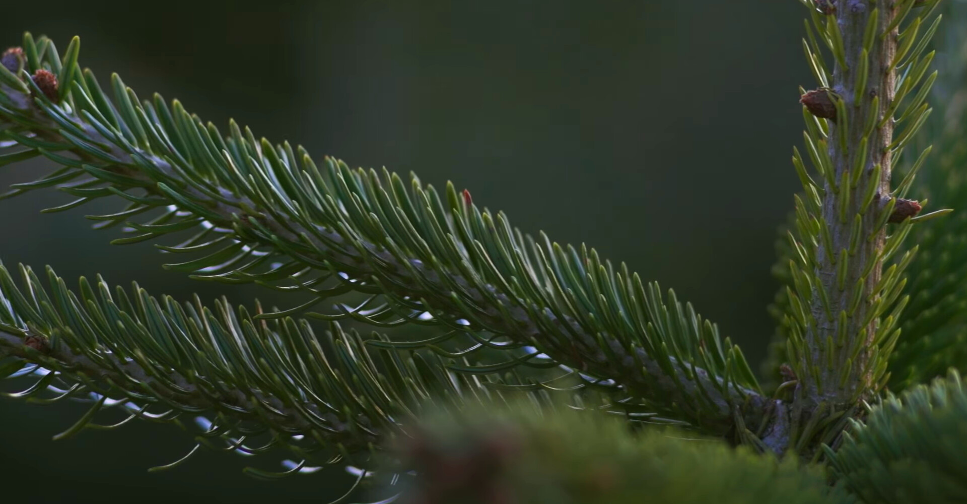 Weergaloze Nordmann Excellent kerstbomen in Cruquius vanaf € 20,-